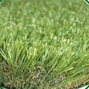 Cỏ sân vườn CAESAR-20