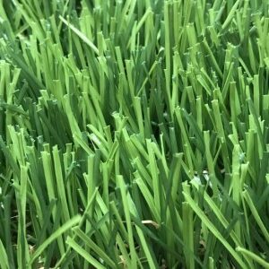 Cỏ sân vườn CROWN PX2 - 4001
